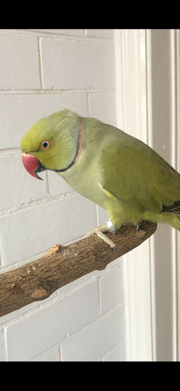Ringneck with full setup