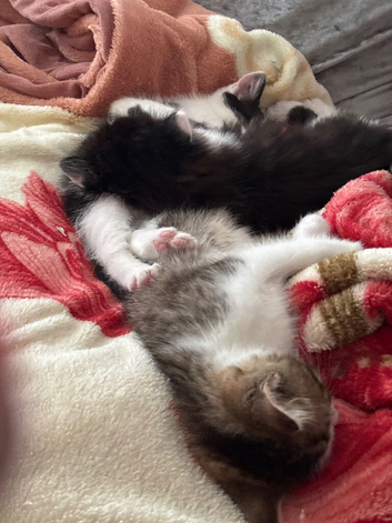 3 kittens