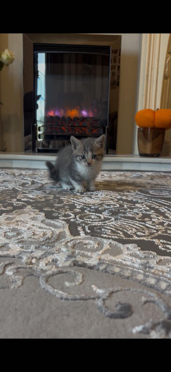 Beautiful kittens
