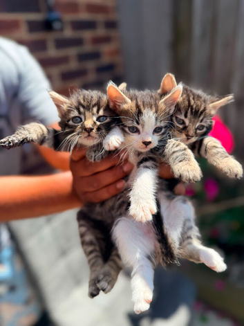Cute half maincoon kittens