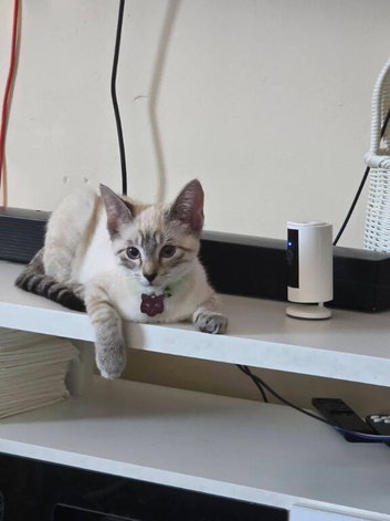Siamese bengal female
