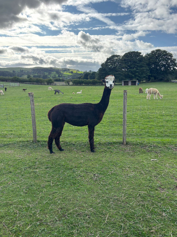 Female BAS registered alpacas, assorted ages.