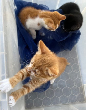 Three Kittens