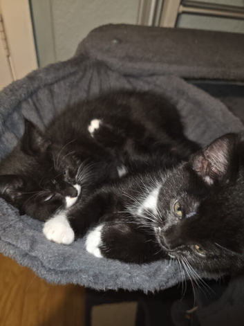 Black and white tabby kittens