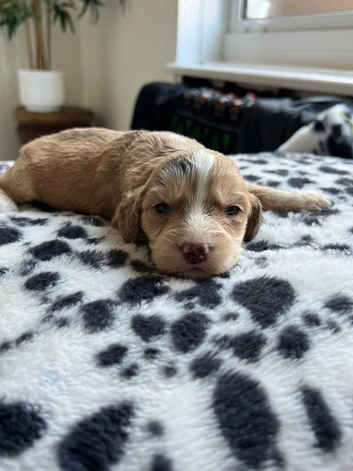 Cockapoo puppies