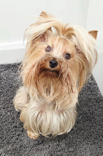 Adorable Yorkshire Terrier Puppies