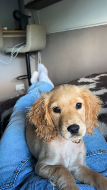 4 month old stunning cocker girl puppy