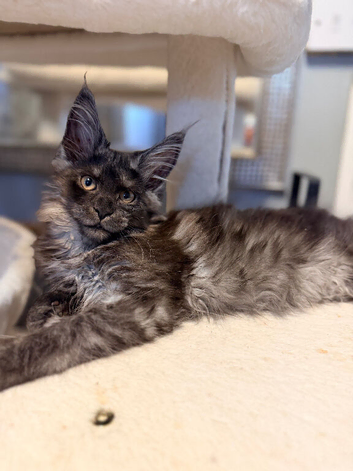 Two black smoked and one high smoked mainecoon girls available