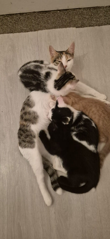 3 kittens
