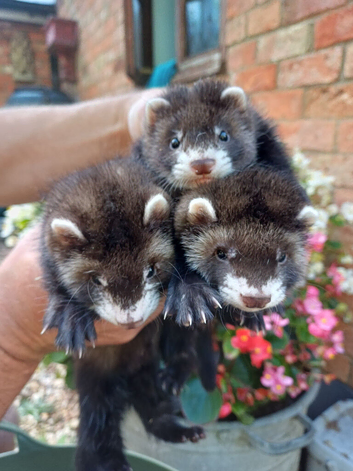 Gorgeous chunky ferret kits for sale