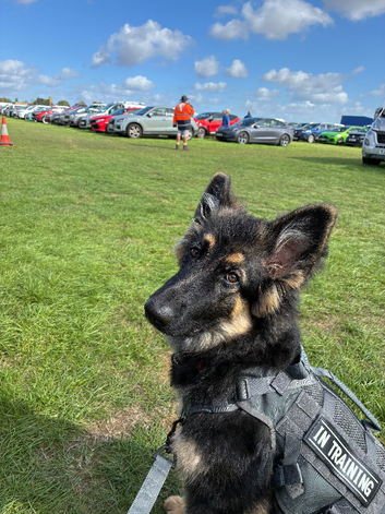 German shepherd female puppy
