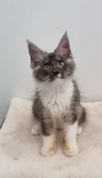 GCCF REGISTERED Pedigree Maine Coon Kittens for sale
