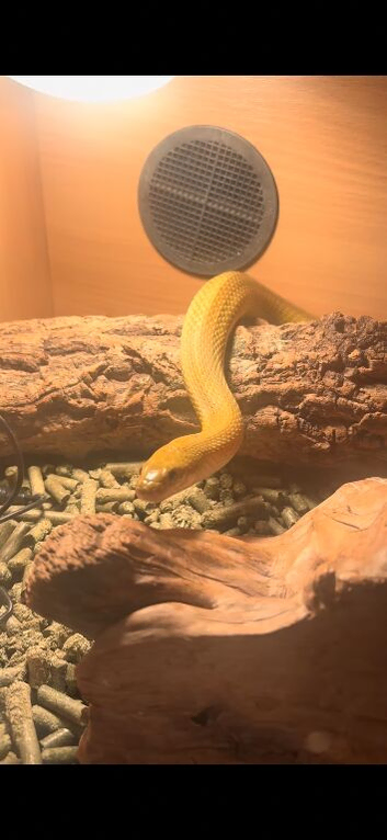 Corn snake and full setup
