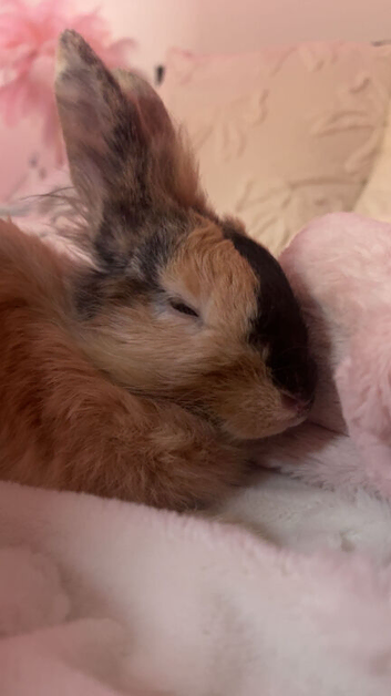 Bun for sale