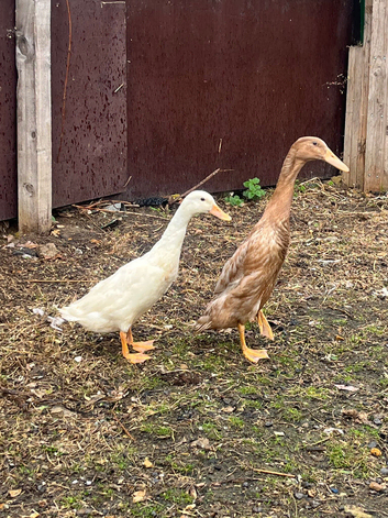 2 Indian runner ducks
