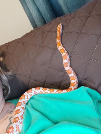 Female corn snakes