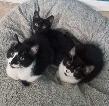 3 female kittens