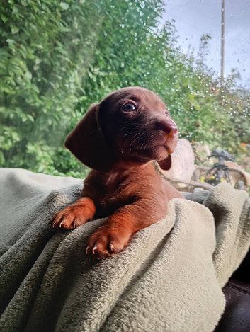 X2 Dachshund Puppies left