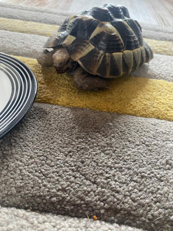Tortoise