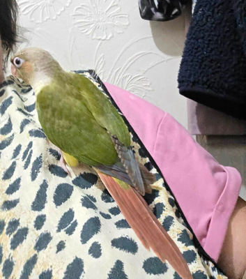 Handreared conures