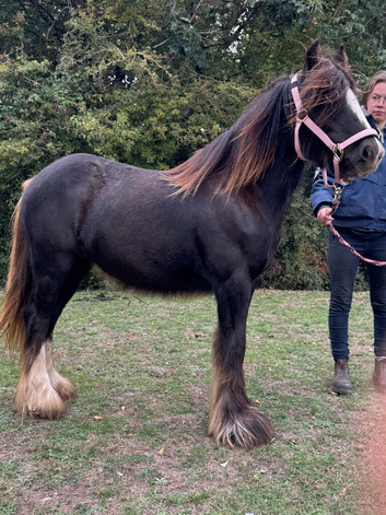Beck 15 month old cob filly