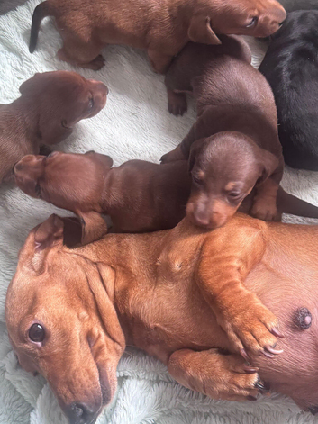 KC Registered Red/Mixed Miniature Smooth Puppies