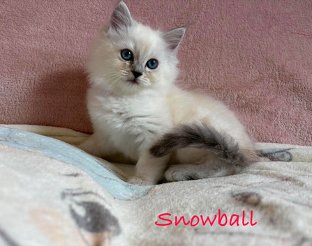 Absolutely beautiful Persian/ragdoll Kittens Persian