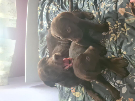 Pure breed chocolate Labradors