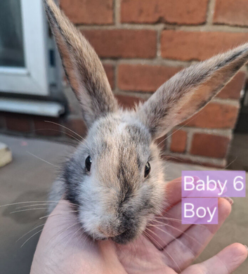 3 baby rabbits for sale