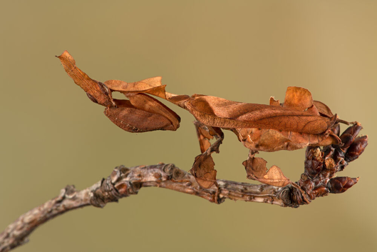 Ghost Mantis (Phyllocrania paradoxa) limited stock!