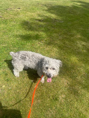 Dog training 1:1