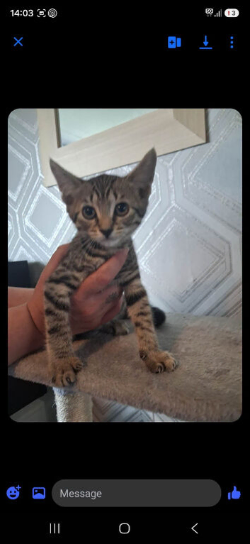 girl kitten