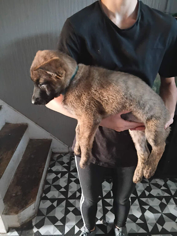 Dutch shepherd cross german shepherd