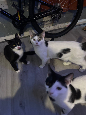Cats forsale