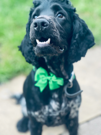 Blue roan show cocker spaniel to stud