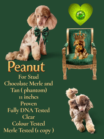PEANUT FOR STUD