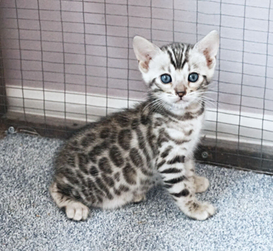 Superb Quality Bengal Kittens
