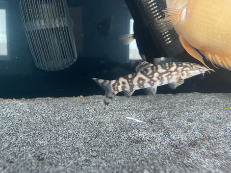 Yo yo loach