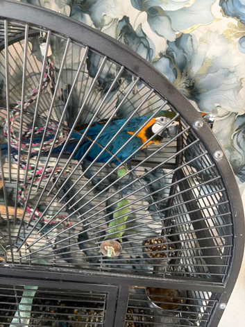 1 year old female macaw