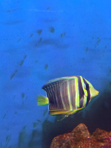Desjardin's Sailfin Tang