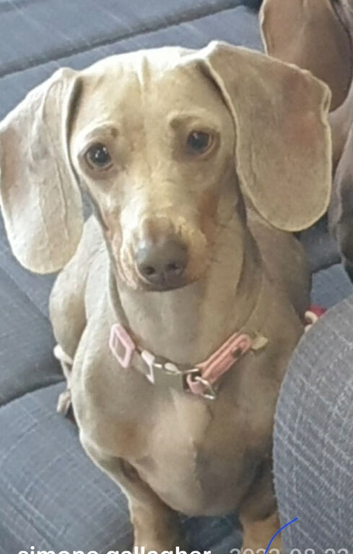 Lieila is a mini dashound lilac and tan
