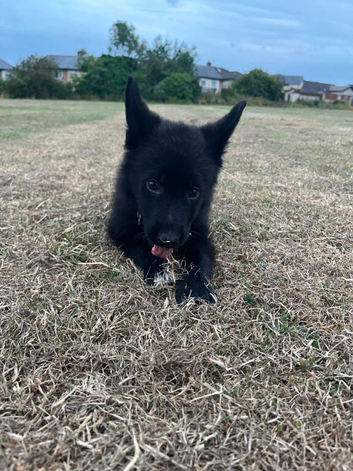 German shepherd puppy