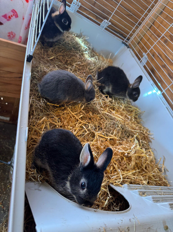 Baby Netherland rabbits