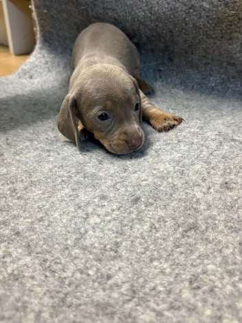 MINIATURE DACHSHUND PUPPIES FOR SALE
