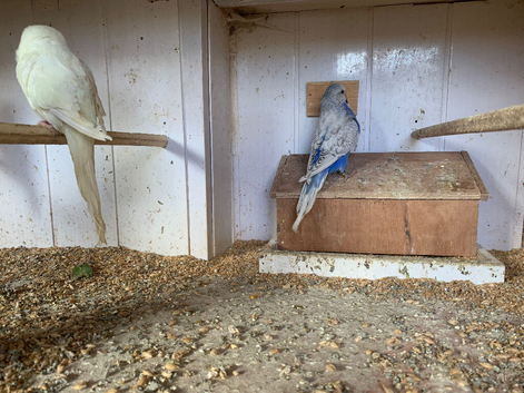 Baby budgies for sale