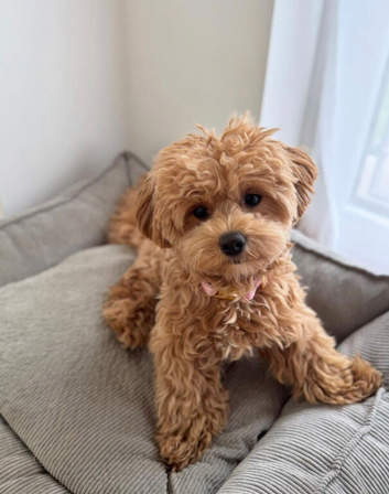 Two year old girl maltipoo