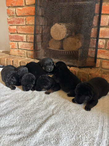 Quality Litter GSD Puppy&rsquo;s @icepack