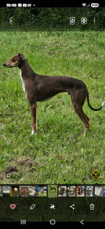 Saluki collie gray
