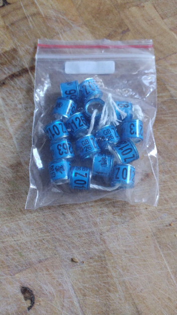 Racing pigeons rings