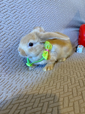 Baby rabbits